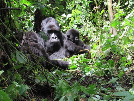 Mountain gorillas sitting in trees