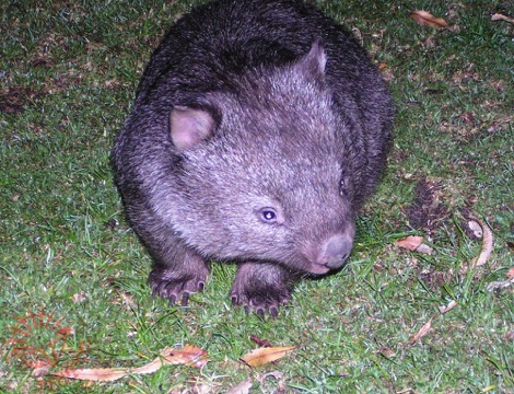 Wombat
