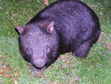 Wombat