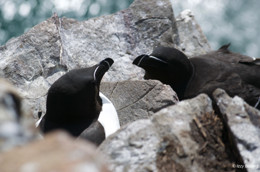 Razorbills on Inner Farne, Northumberland