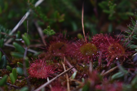 Lille Vildmose sundew