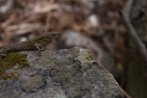 Lizard on a rock