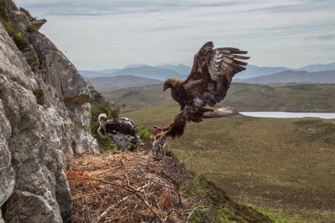 Eagle and chick