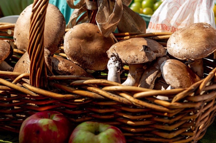 Mushrooms in a basket