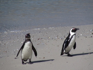 African penguins