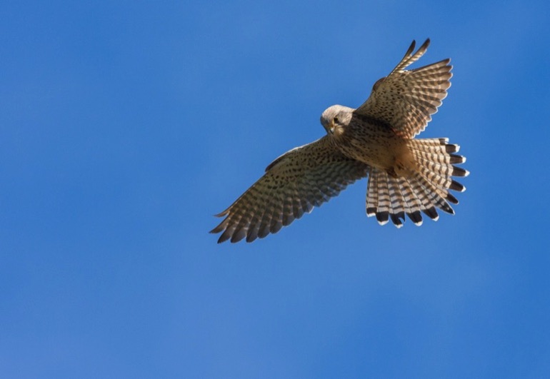 Kestrel in flight