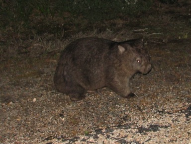 Wombat