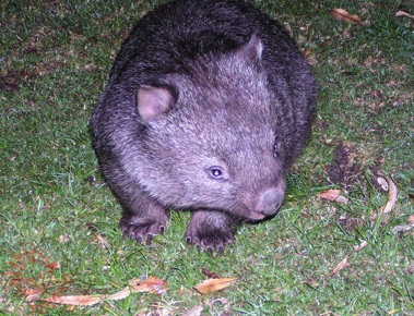 Wombat