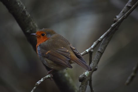 Darwin Forest robin